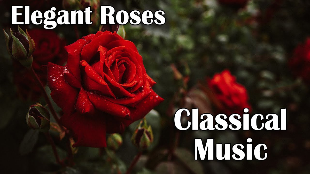 Elegant Roses and Inspirational Classical Music Playlist - Peaceful and Relaxing