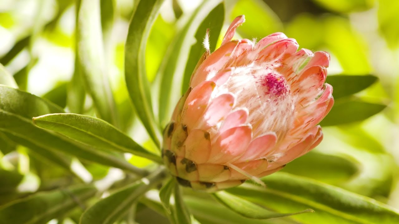 The Garden Gurus - Proteas