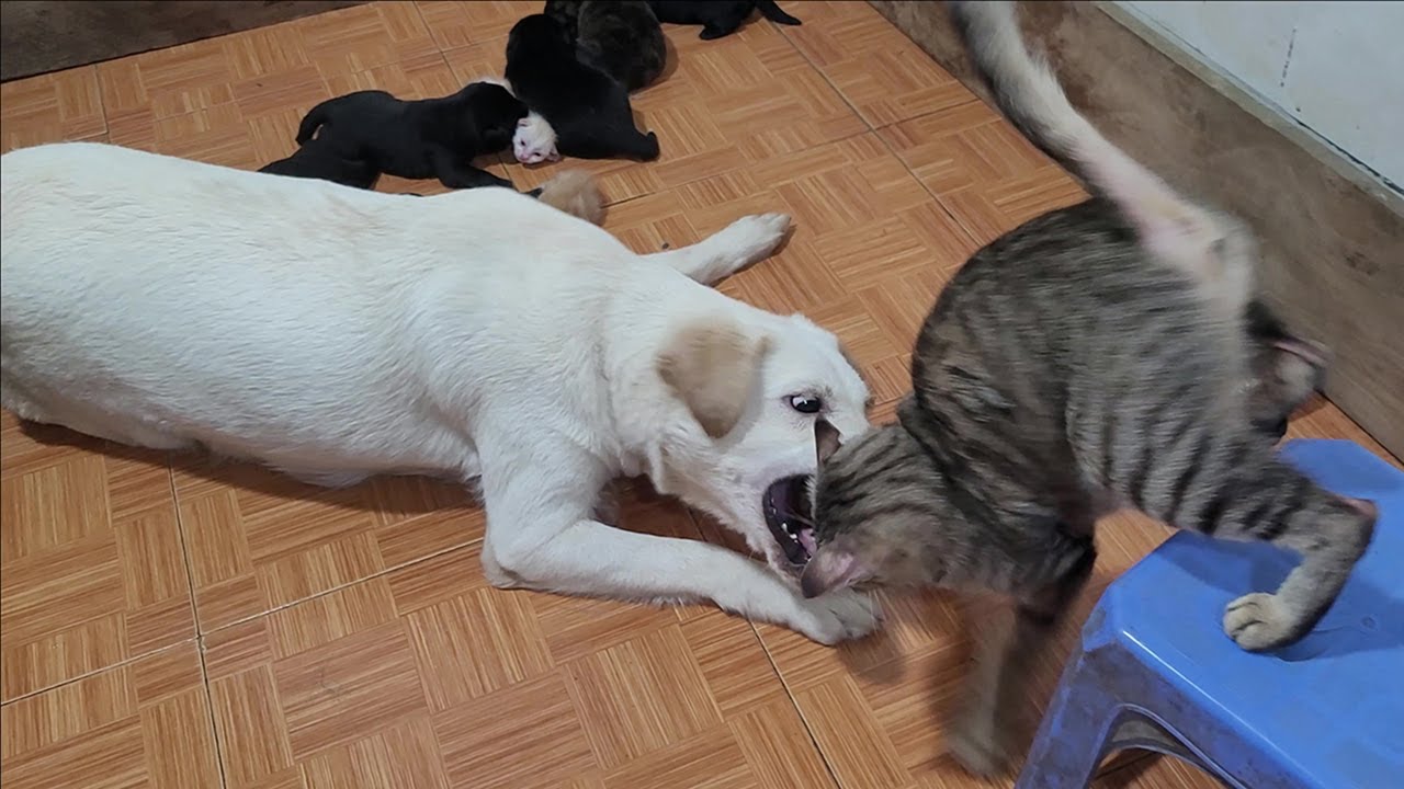 Angry Mother Dog Protects Newborn Kittens And Doesn't Let Mother Cat Approach