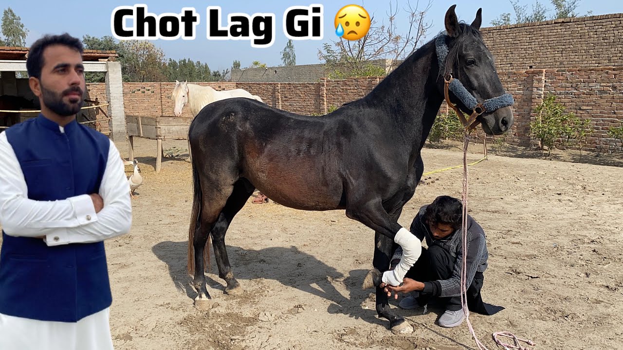 Sultan Bachry ko Chot Lag Gi 😭 Horse leg was injured 🤕 Pets Lover in Punjab