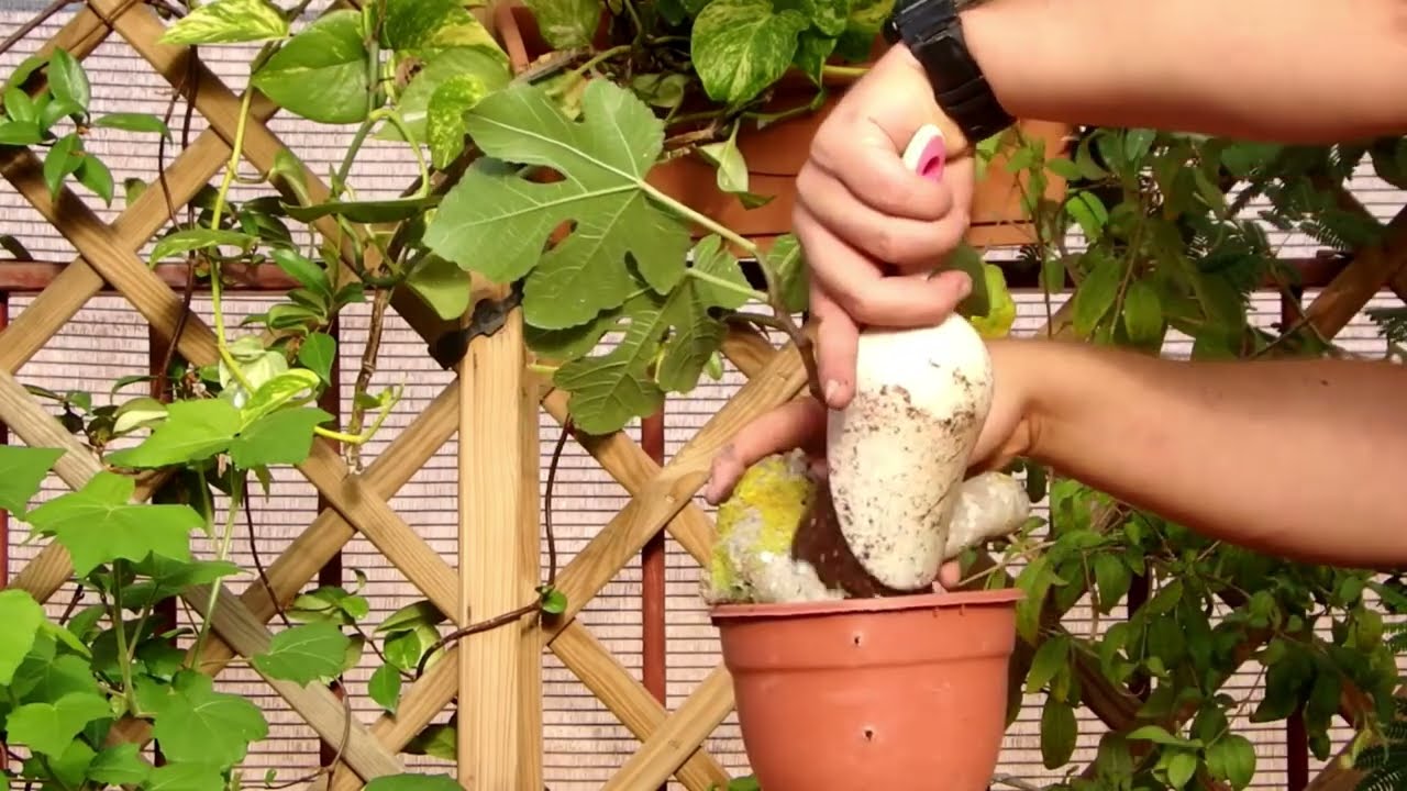 Como hacer #esquejes leñosos de higuera EXITO 100%