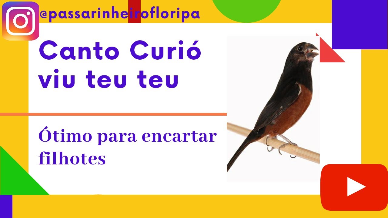 Canto curió viu teu teu (encarte)