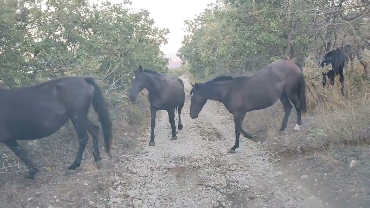 Гора Тарки тау.Дагестан.