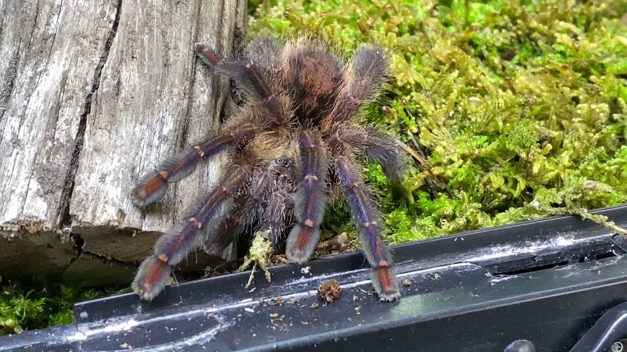 Ybyrapora diversipes, амазонский сапфир Pinktoe переселение и уход