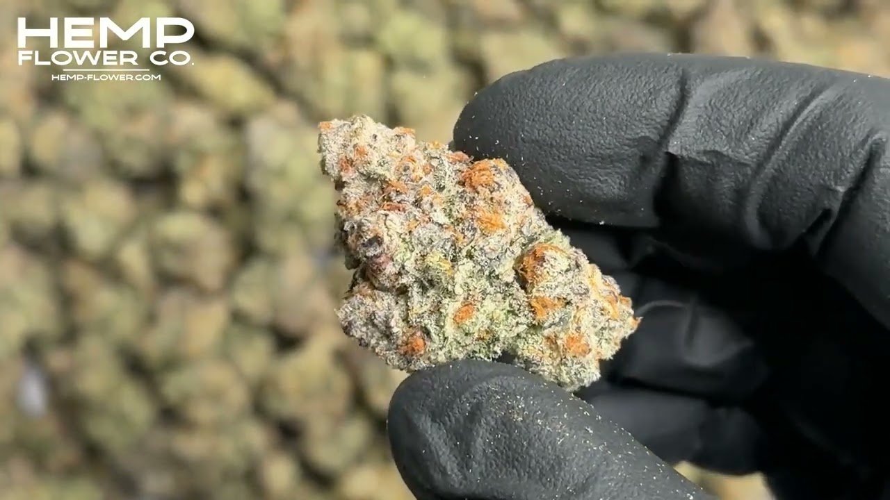 Astroboy Indoor THCa Flower from Hemp-Flower.com