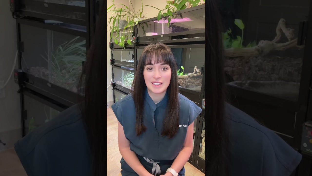 Improve Veterinary Education Exotic Animal Practice Postgraduate Program Review