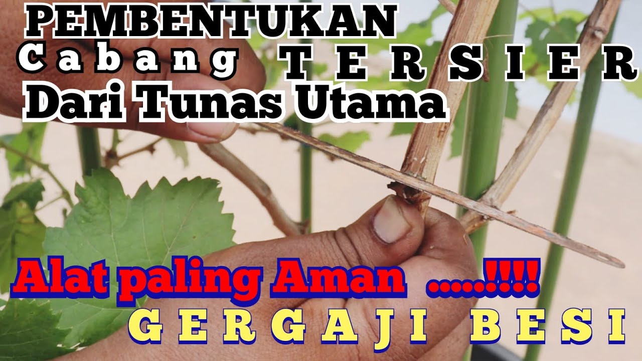 Pakai GERGAJI BESI...!!!  | Pembentukan Cabang TERSIER dengan TUNAS UTAMA.