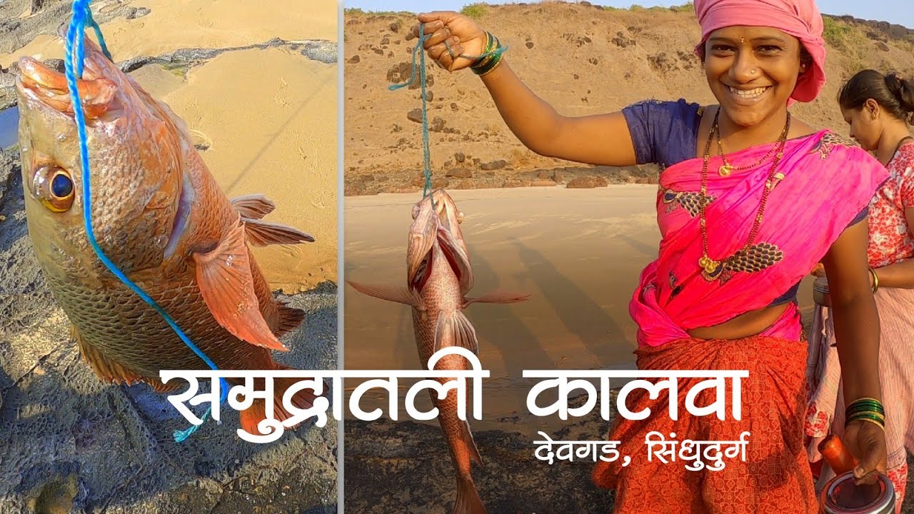 पूनम गेला कालवा काढूक पण मिळाली तांबोशी | कोंकणातील कालवं काढण्याची पद्धत  | Oyster | देवगड