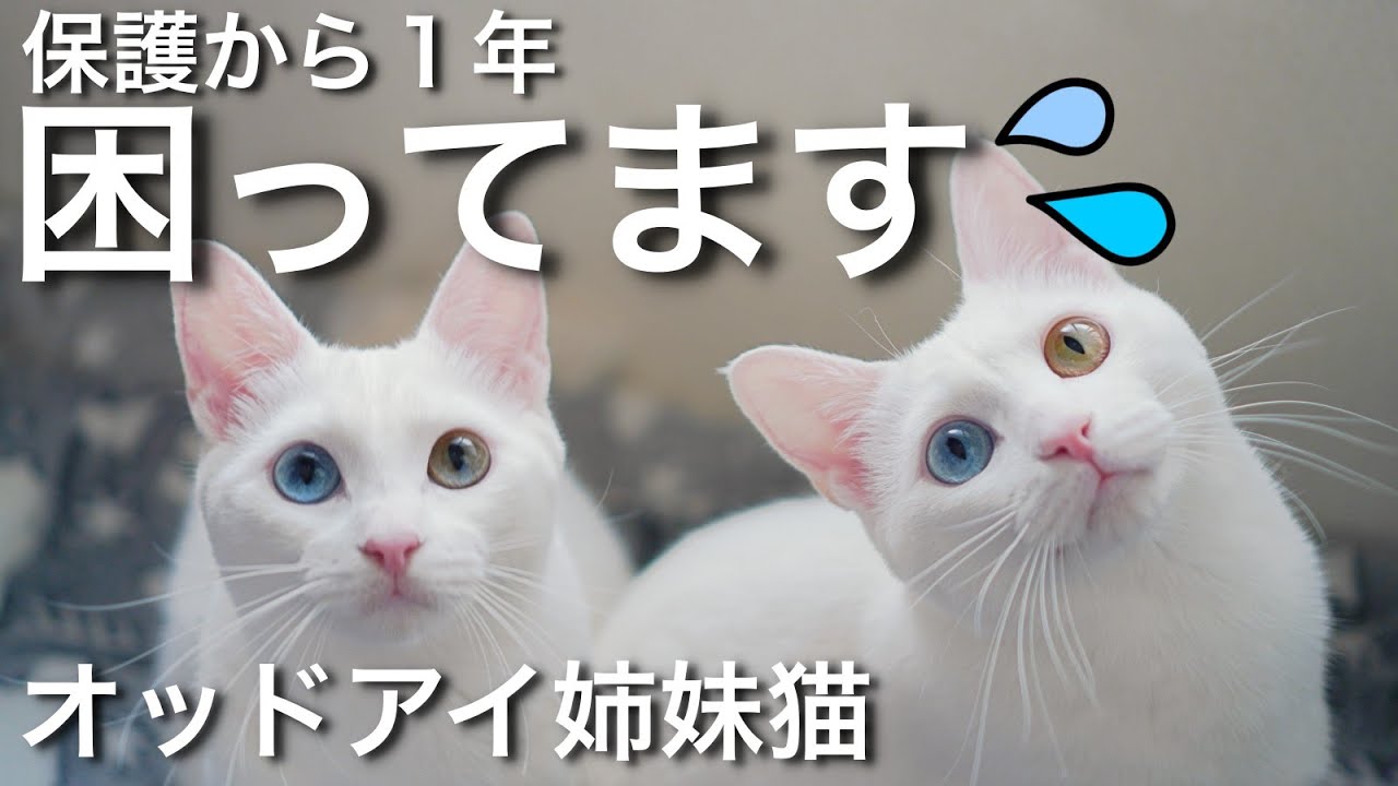 保護から１年そっくりオッドアイ姉妹猫に困ったことが・・・