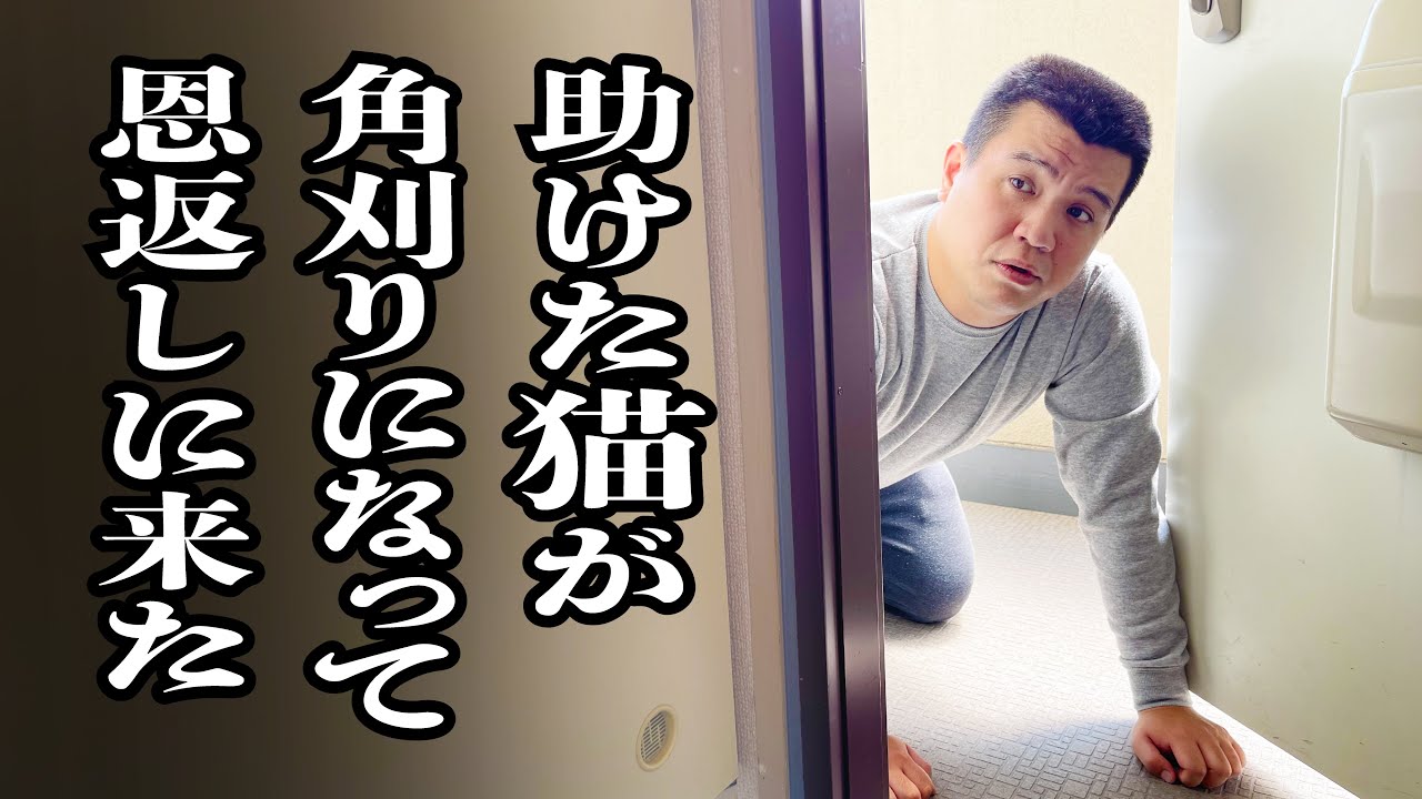 点検に来た角刈りおじさんが、昨日助けた子猫っぽい【ジェラードン】