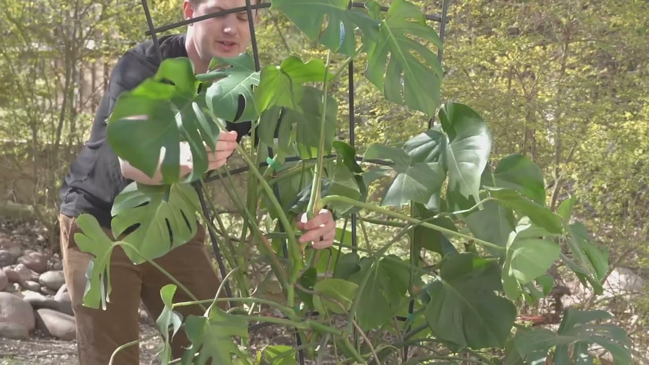 How to stake Monstera: My favorite method for BIG plants