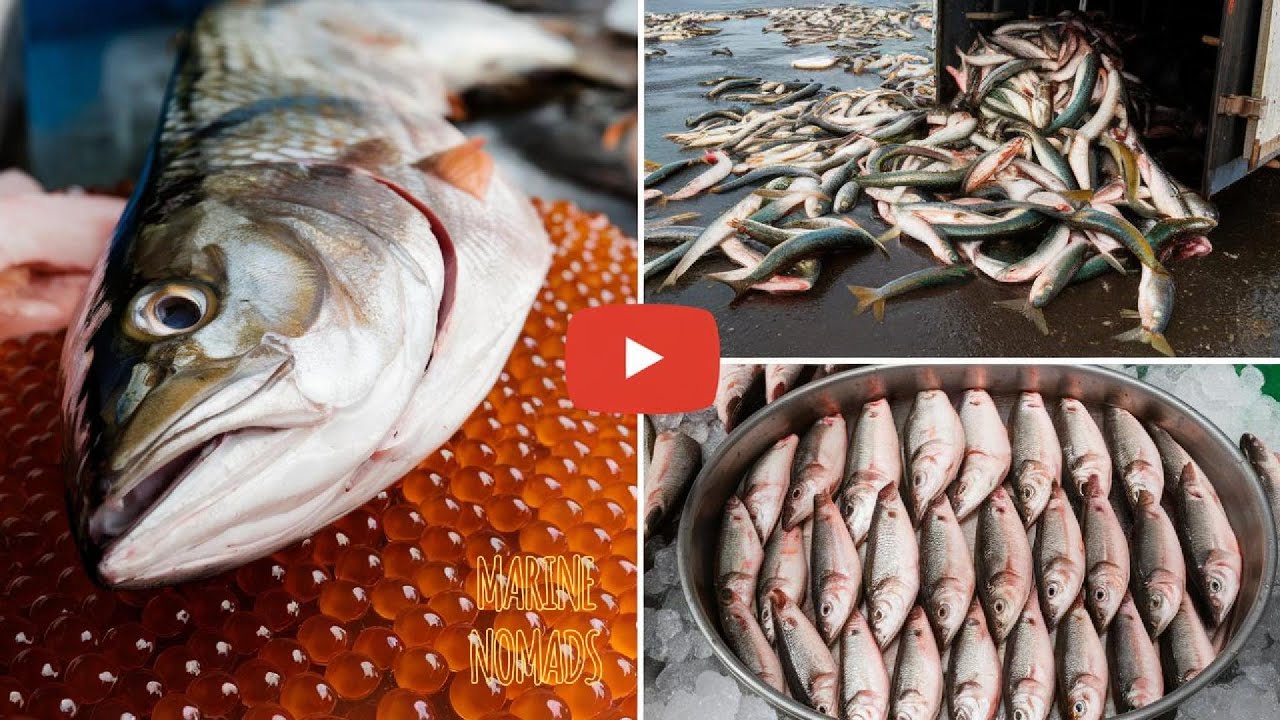 Traditional Mullet Roe Processing | From Catch to Gourmet Delicacy
