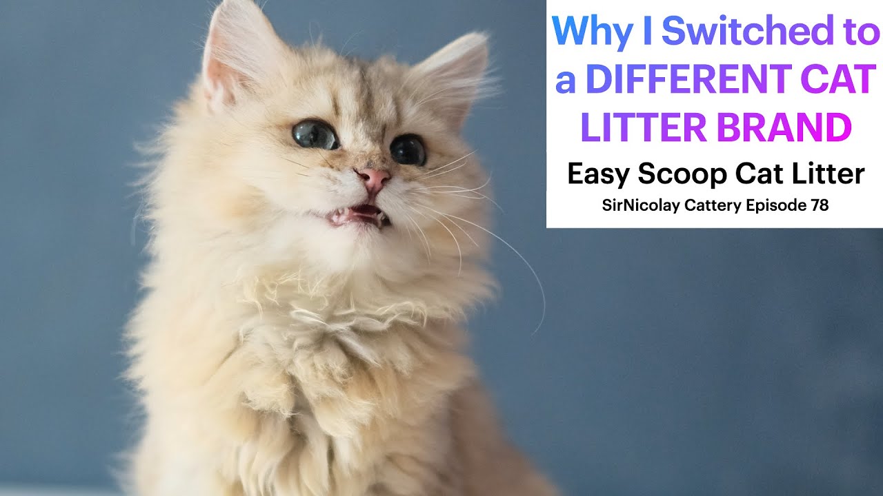 Why I Switched to a Different Cat Litter Brand Easy Scoop