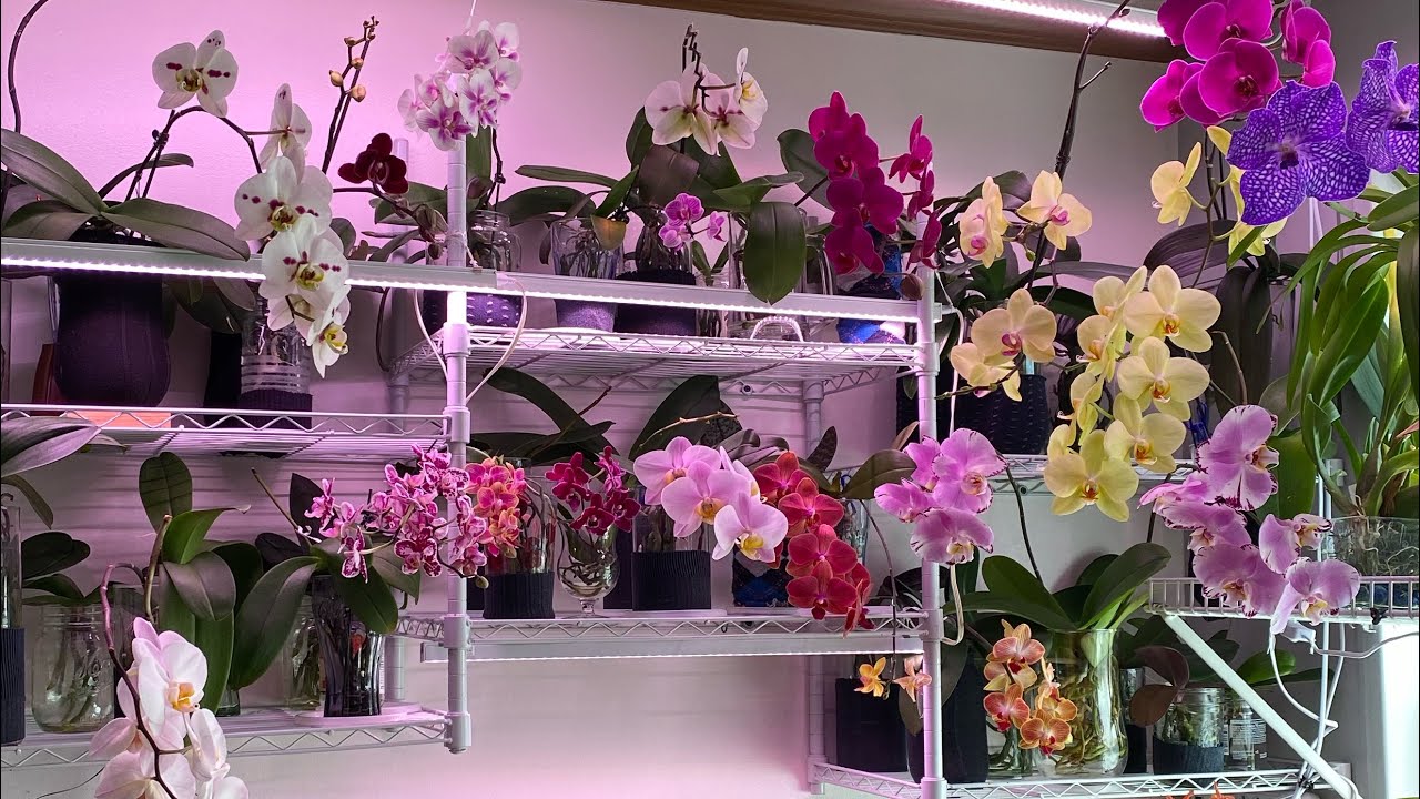 Phalaenopsis, Understated Resilience