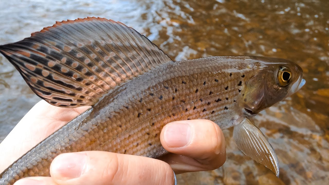 Fly Fishing A High Mountain Lake From A Float Tube