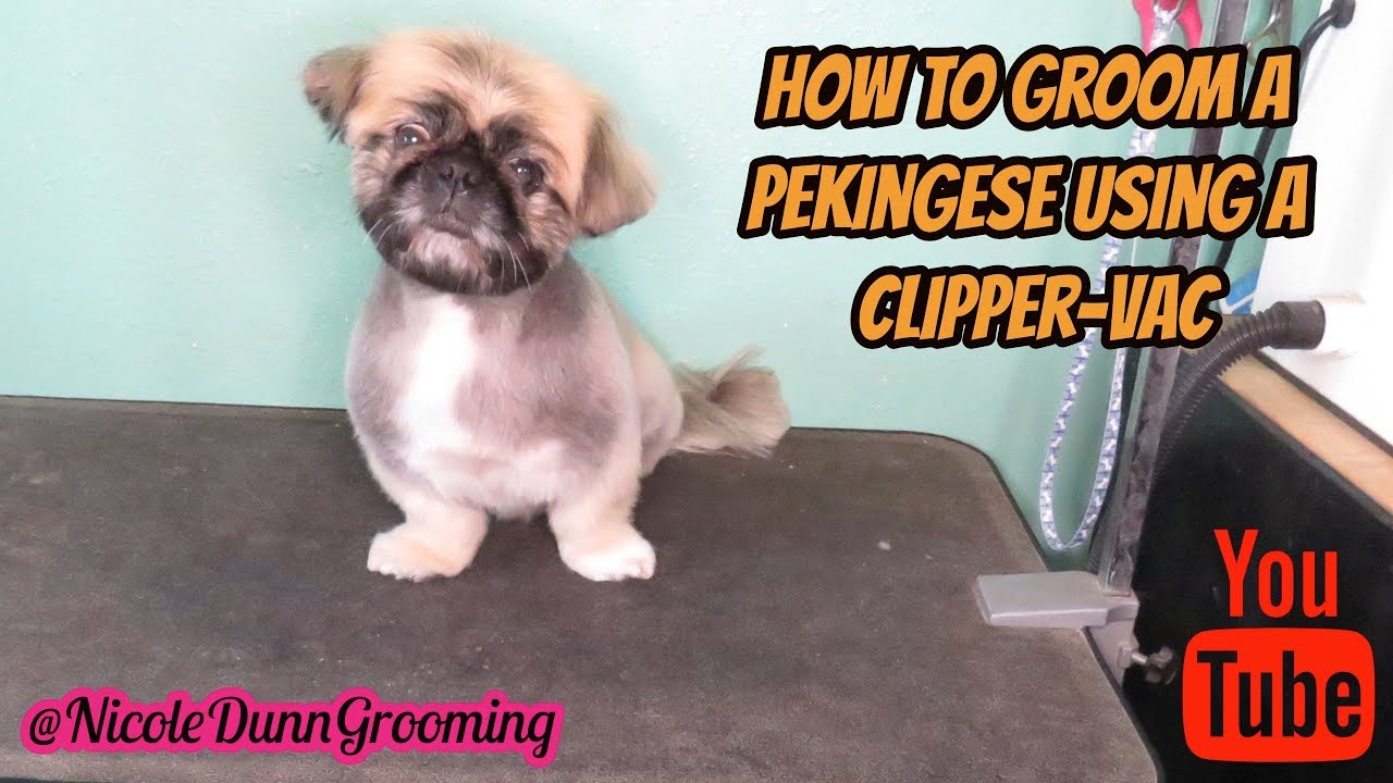 How to groom a pekingese using a clipper vac