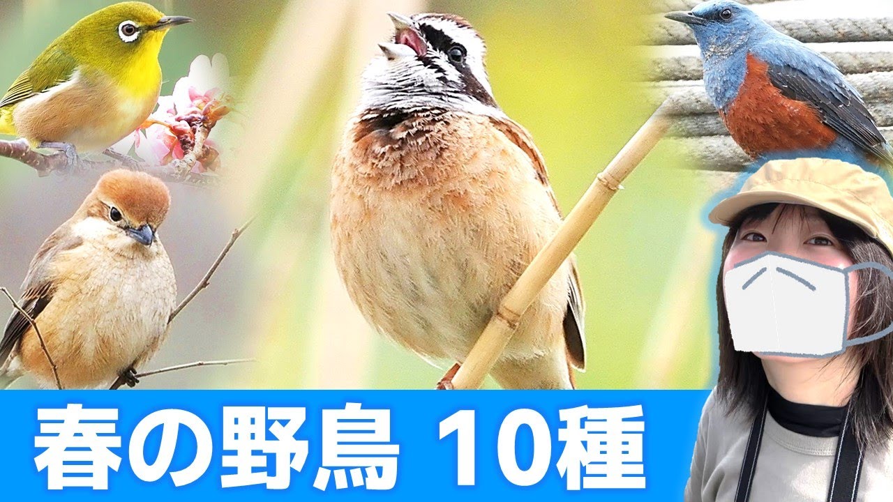 鳥のさえずり♪春は鳥がいっぱい！【野鳥撮影vlog】