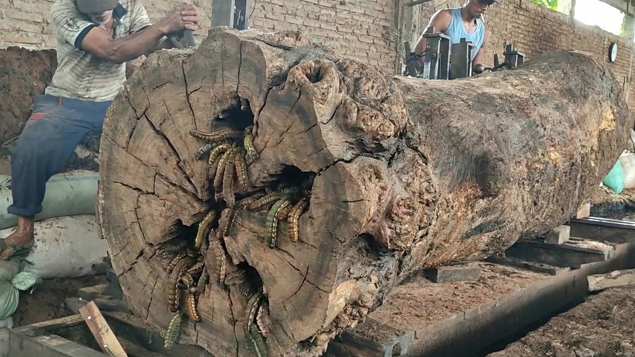 A Life Risking Battle With a Giant Trembesi Log in a No Safety Sawmill