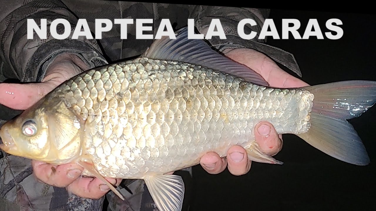Am PRINS CARASI MARI pe timp de noapte. Pescuit pur si simplu !!!