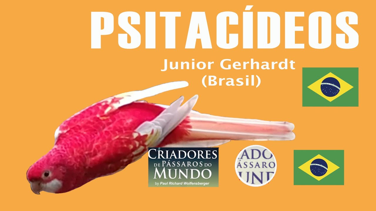 Criadouro Gerhardt  - Psitac&iacute;deo