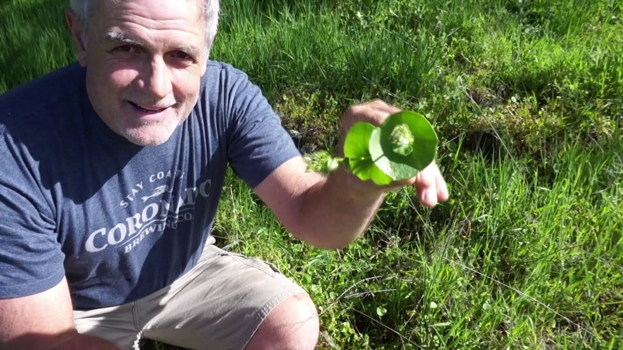 California Wild Edibles / Sierra Foothills