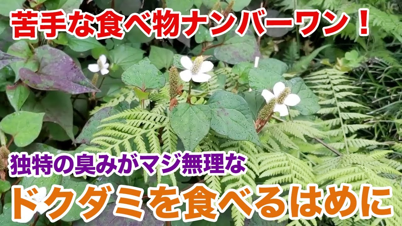 苦手な食べ物ナンバーワンのドクダミを食べて克服！できるのか&hellip;？