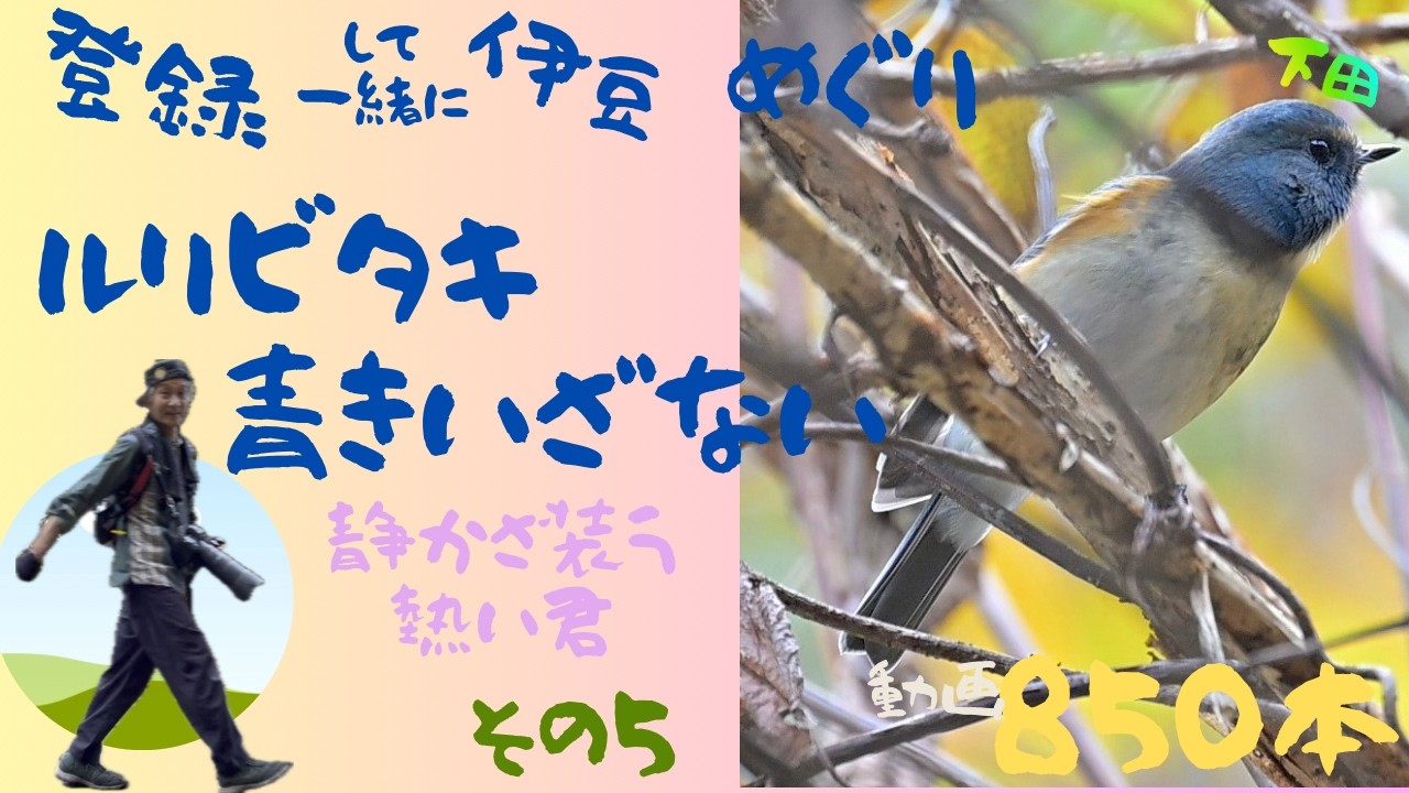 駆り立てられるように鳴くルリビタキ　さざなみ立つ胸の内