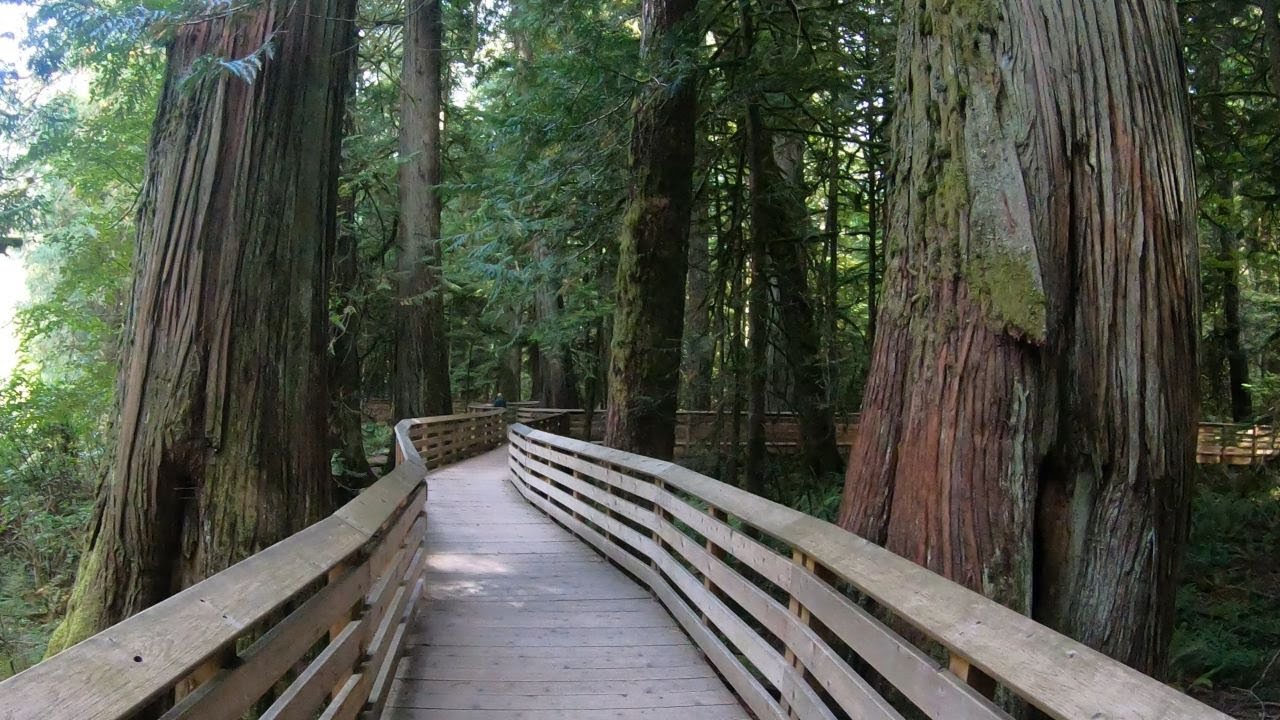 Cowichan River Solo Camp