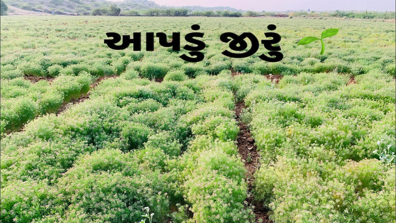 ૩ ખેતર નું જીરું કેવું છે મિત્રો જોય ને કોમેન્ટ માં જણાવજો 🌱🌱#vlog #fharmer #jiru 