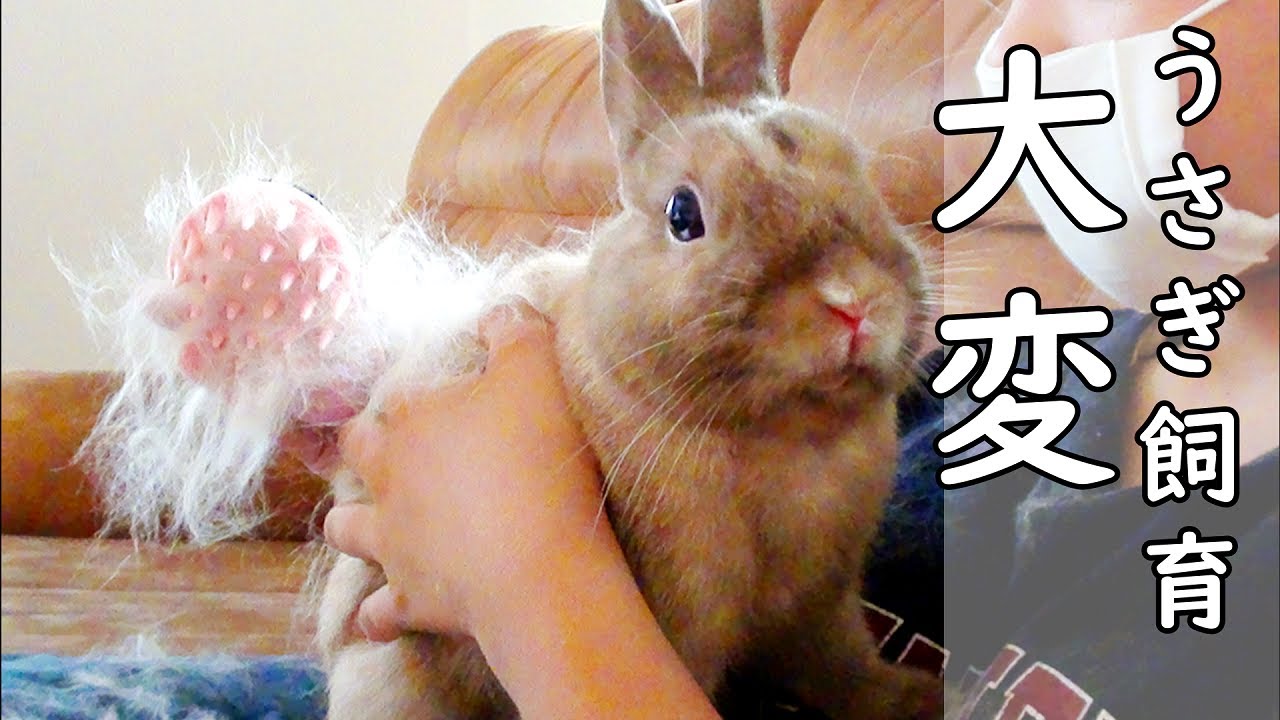 うさぎを飼う上で知っておくこと換毛期のケア。可愛いだけじゃなく大変だよ/Grooming My RABBIT #149