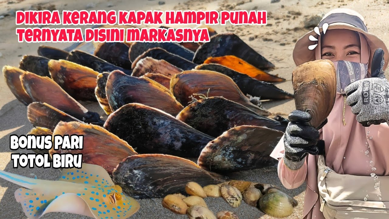 Sampai Kualahan‼️Markas Kerang Kapak Terkuak Saat Air Laut Surut Jauh #balikpapan