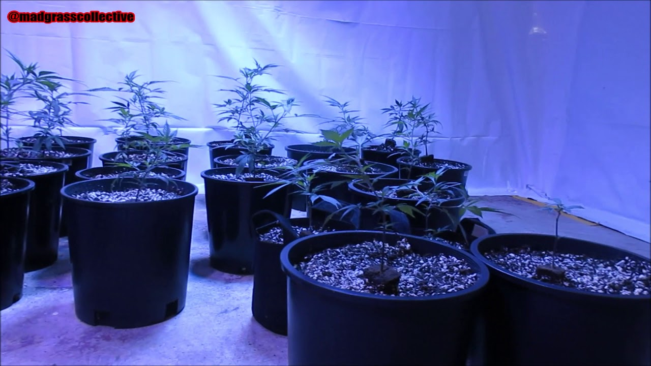 DO YOU WANT WEED?