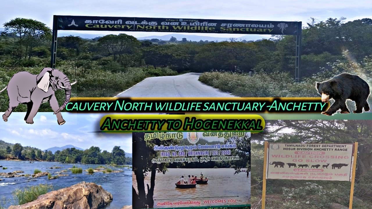 Hogenakkal Road Trip 🔥Anchetty to Hogenakkal 🔥 Cauvery wildlife Sanctuary  Anchetty Range