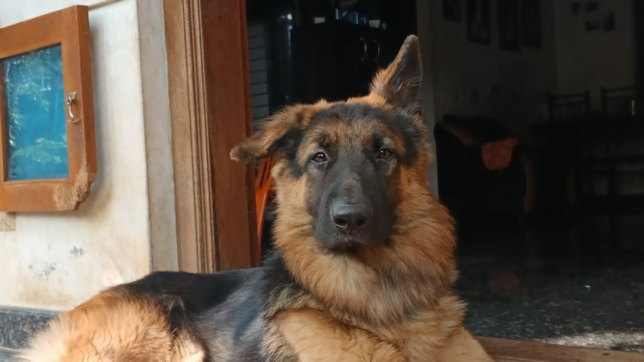 Leo 😶‍🌫️ குழிக்க போறான்🤣🥰 #doglover #pets #trending #funny #comedy #vlog #daily #viralvideos #gsds 