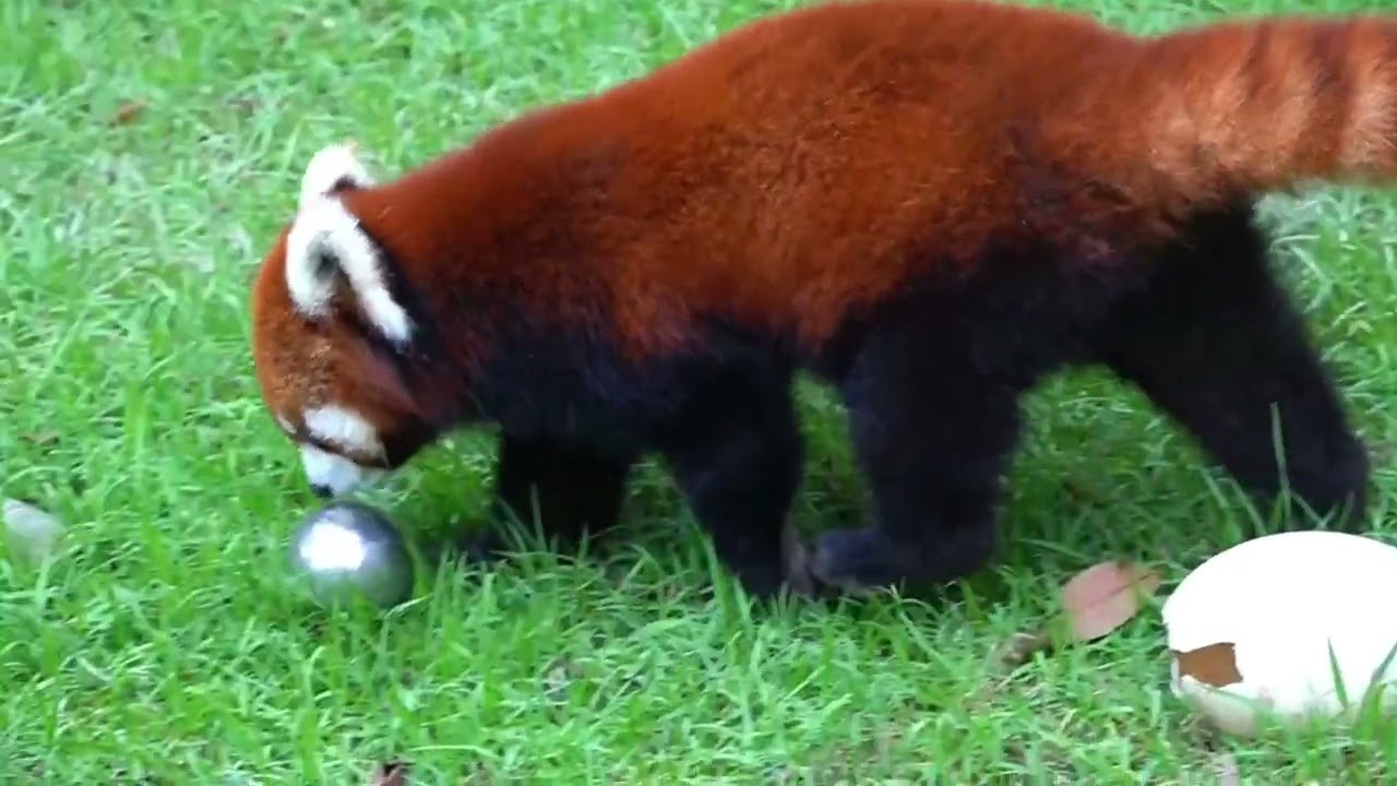 【red panda】Got caught pooping on camera, feeling embarrassed.