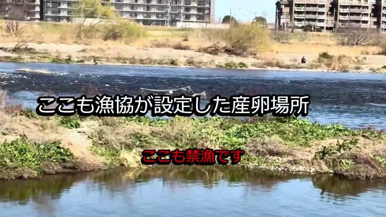 2026年多摩川マルタウグイ・ポイント