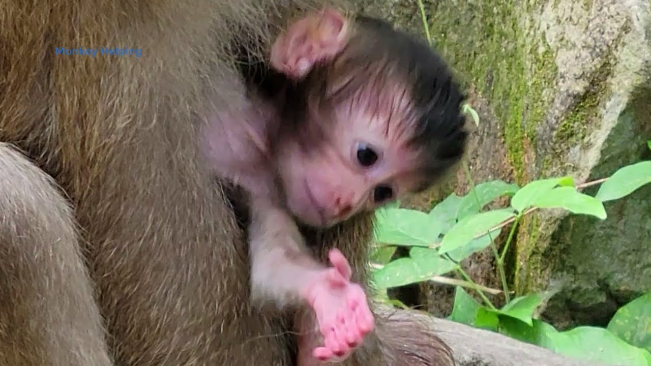 Newborn baby Rainbow monkey really tiny tries to suck milk, her mother so weakness and hungry