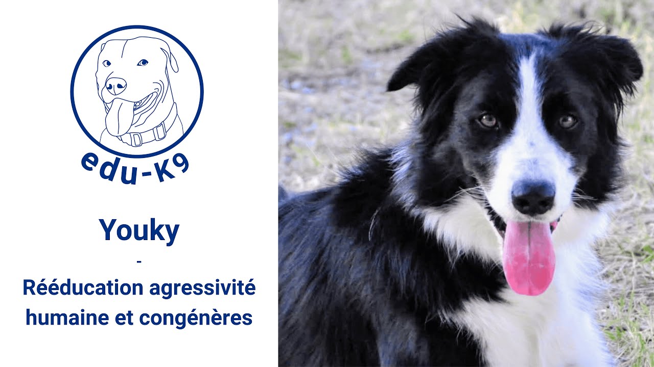 Youky - Rééducation agressivité humaine et congénères