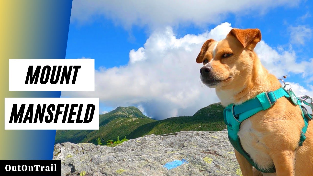 Thunder Jack Hikes to the Highest Point in Vermont [Mount Mansfield] - Hiking With Dogs