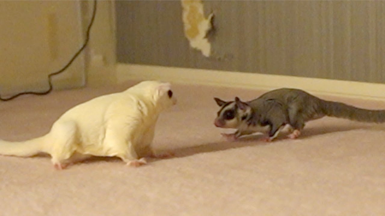 モモンガの面と向かっての初顔合わせした結果が残念なことに