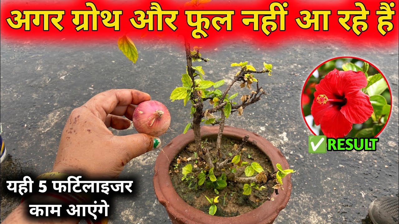 गुड़हल मे कलियाँ नहीं आती है तो डाले ये खाद‌ | अगर ग्रोथ और फूल नहीं आ रहे हैं तो डाले ये Fertilizer