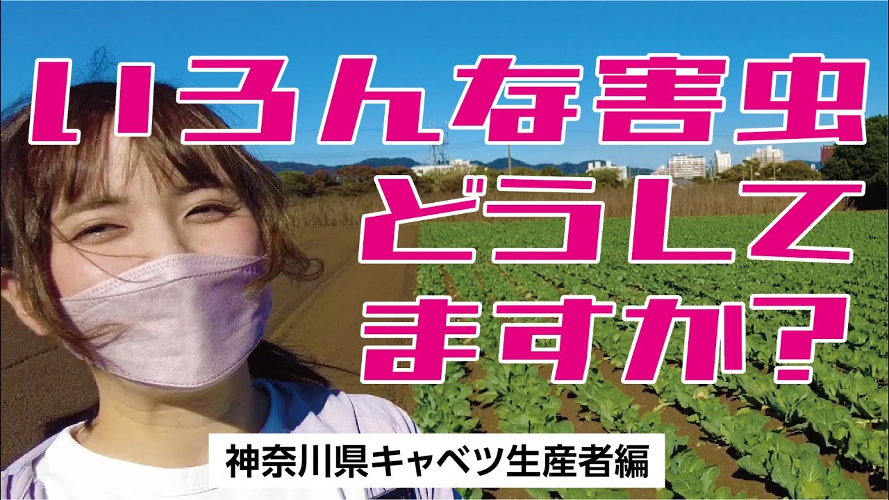 わかばがキャベツ栽培における害虫対策に迫る！