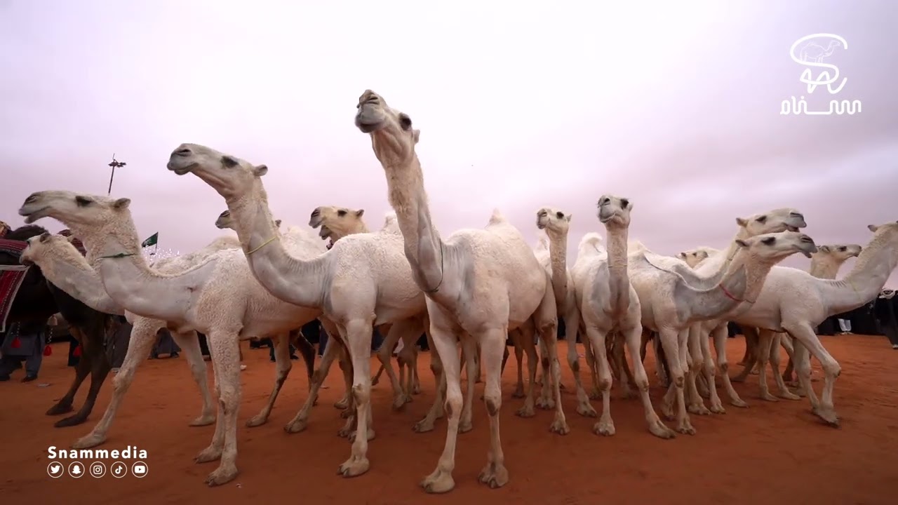 مسيرة منقية باشات شمر للمشارك خالد بن جدعان اللغيصم بمهرجان الملك عبدالعزيز للإبل ٧