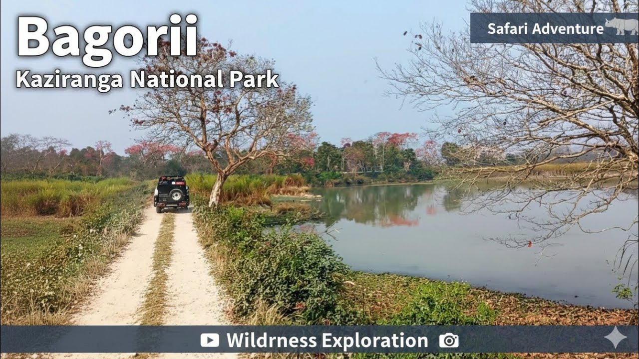 Bagori, Kaziranga National park 