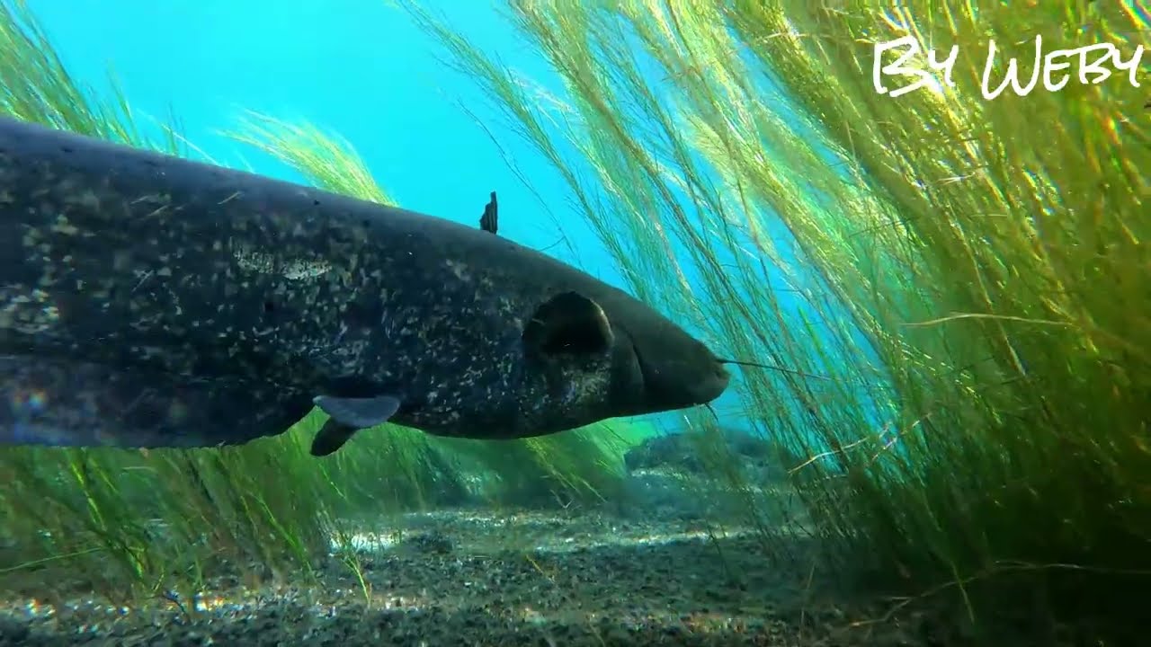 Plongée Rhône Silures avec Scubalibre