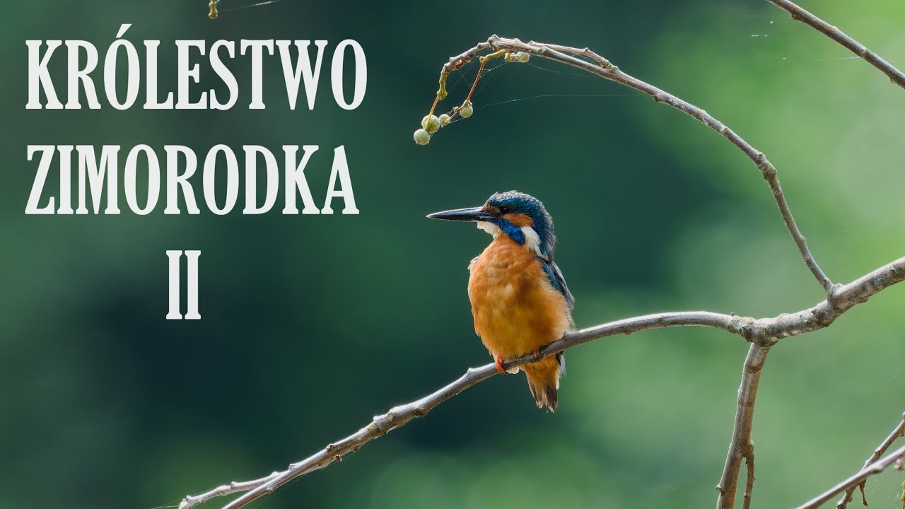KRÓLESTWO ZIMORODKA II  //Fotografia przyrodnicza//Wildlife photography//Sony200-600//Sony a7 IV
