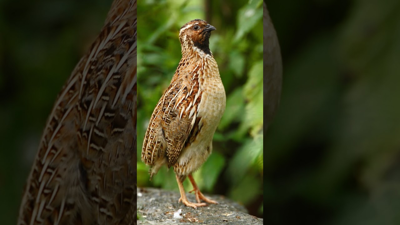 Common Quail Call-صوت طائر السمان