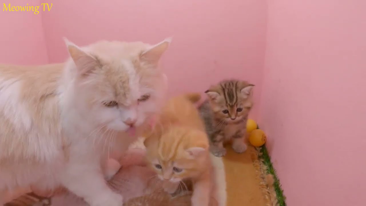 1 month old kittens can run and play.