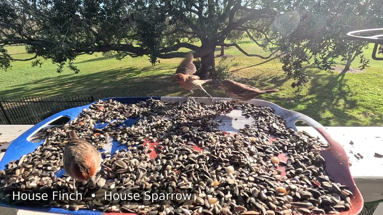 Big Oak Bird Feeder Highlights