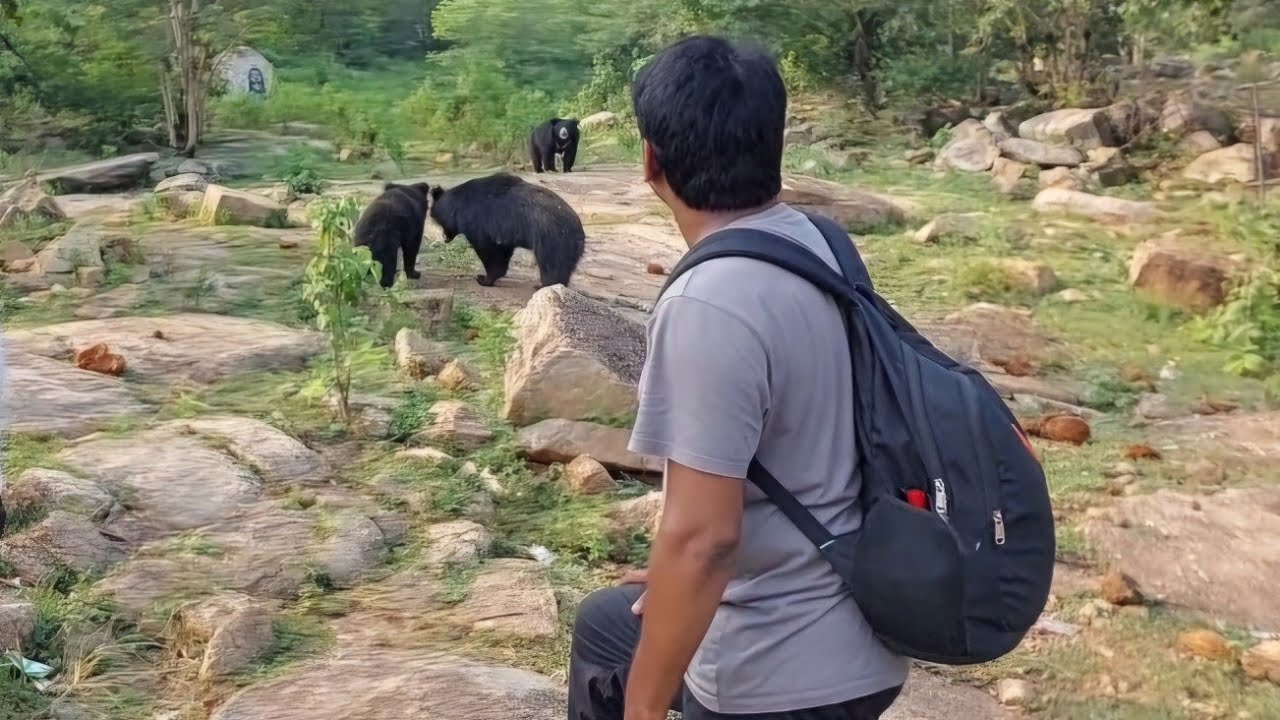 Visiting Very Unique Temple Where Sloth Bear Comes Everyday.